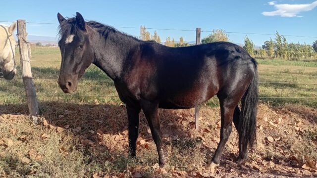 Secuestraron animales sueltos en rutas de Sarmiento y Albardón