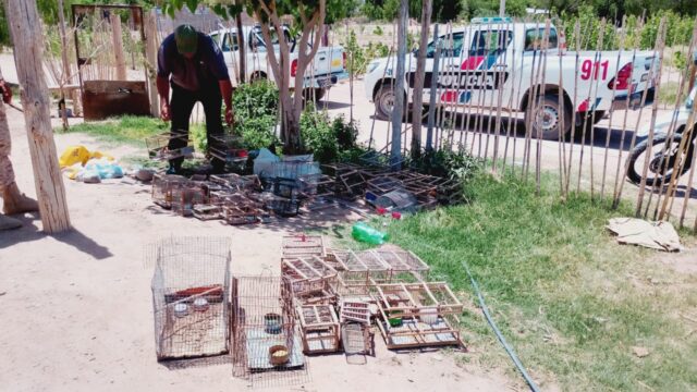 Secuestran aves autóctonas y detienen a dos personas