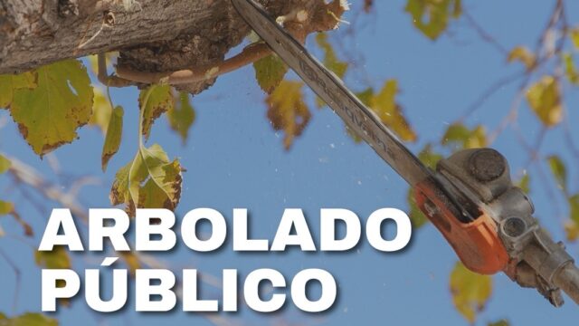 🌳 Cronograma de arbolado: operativos en Capital del 30 de marzo al 5 de abril