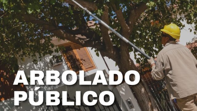 🌳 Capital avanza con tareas de arbolado y seguridad del 6 al 12 de abril