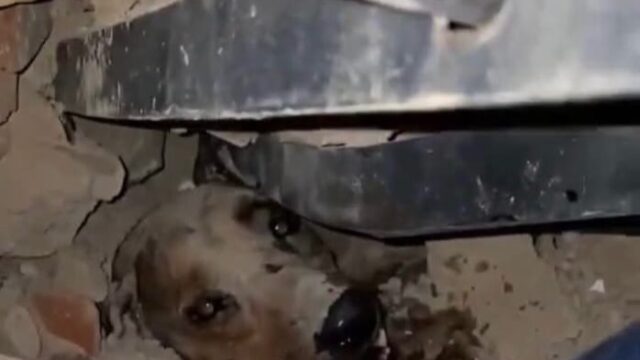 Emotivo rescate de un perro y un gesto de amor brindan esperanza tras los terremotos en Venezuela