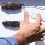 Chile declaró alerta sanitaria por un brote de hantavirus con 18 muertos