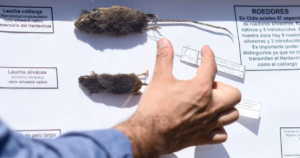 Chile declaró alerta sanitaria por un brote de hantavirus con 18 muertos