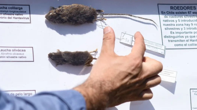 Chile declaró alerta sanitaria por un brote de hantavirus con 18 muertos