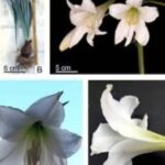 Científicos de la UNSJ hallan en flores sanjuaninas una posible cura para el Chagas