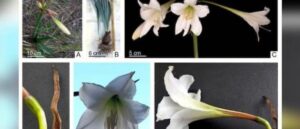 Científicos de la UNSJ hallan en flores sanjuaninas una posible cura para el Chagas