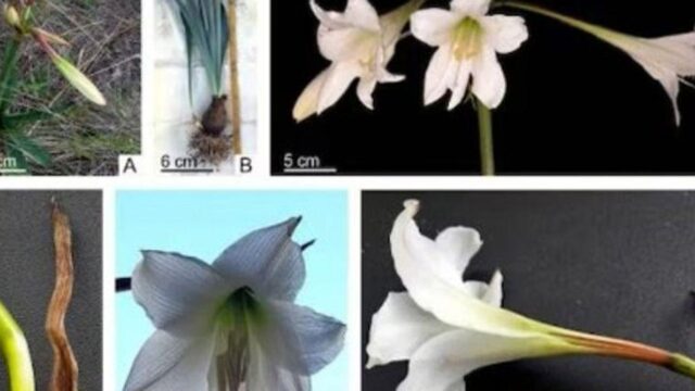 Científicos de la UNSJ hallan en flores sanjuaninas una posible cura para el Chagas