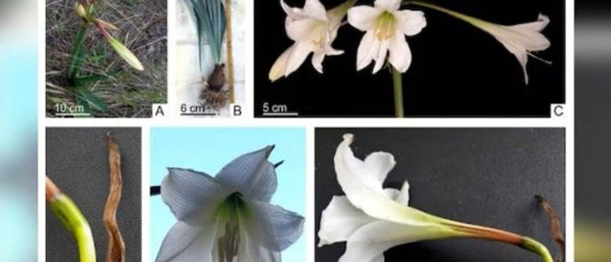 Científicos de la UNSJ hallan en flores sanjuaninas una posible cura para el Chagas
