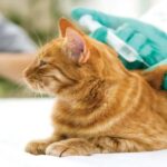Chimbas vacunará contra la rabia y tratará la sarna en mascotas