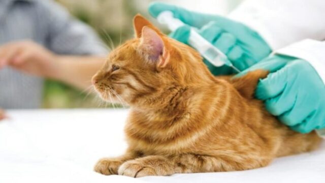 Chimbas vacunará contra la rabia y tratará la sarna en mascotas
