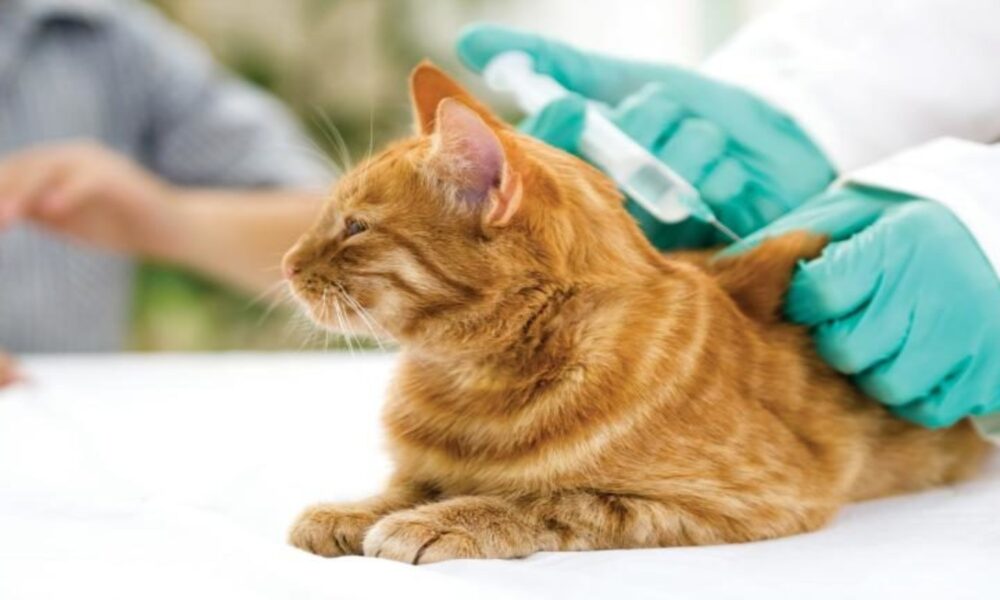 Chimbas vacunará contra la rabia y tratará la sarna en mascotas