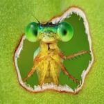 Ganó la foto del año de la biodiversidad