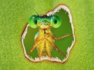 Ganó la foto del año de la biodiversidad