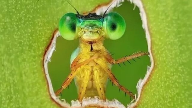 Ganó la foto del año de la biodiversidad