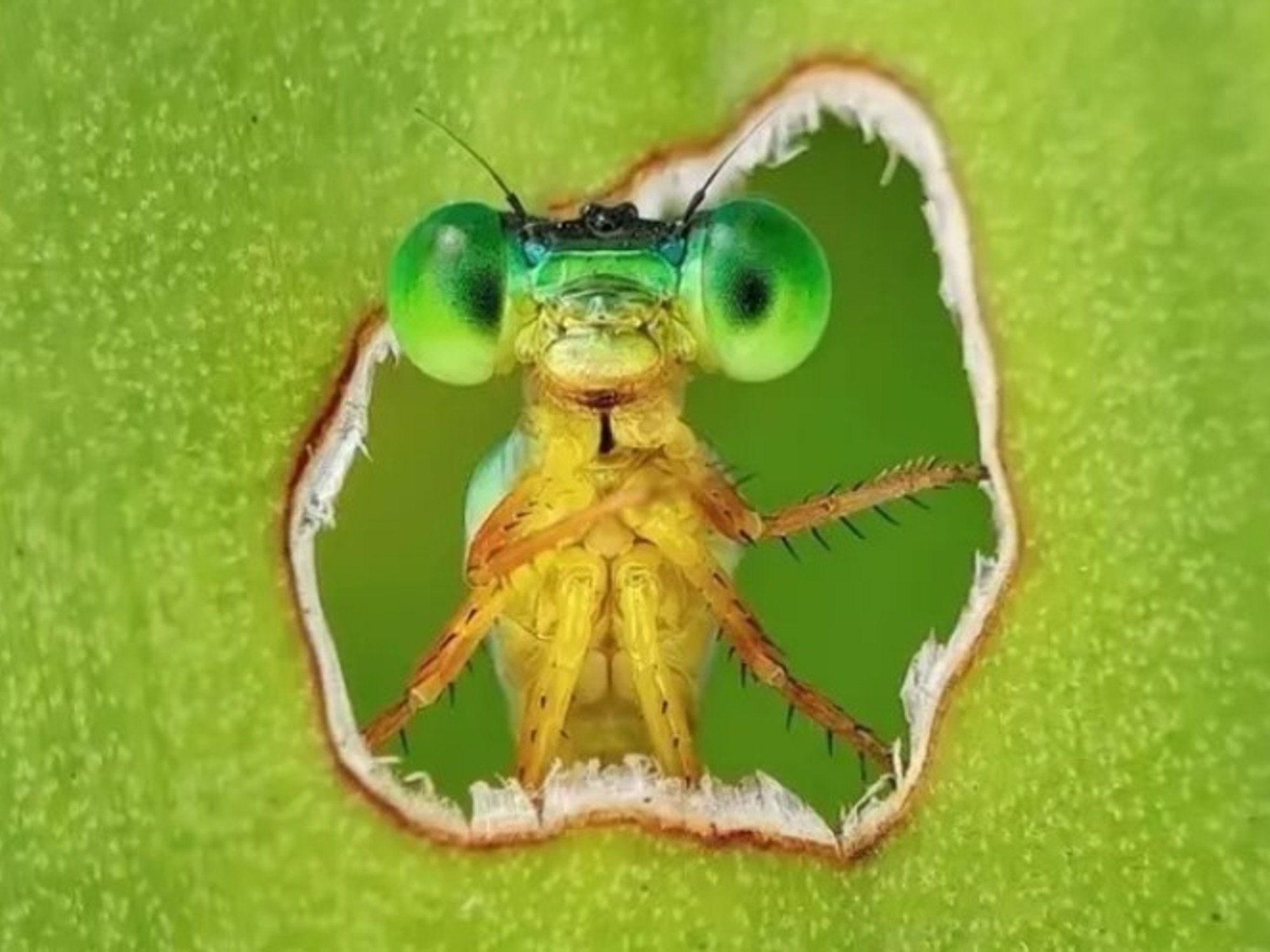 Ganó la foto del año de la biodiversidad