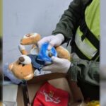 Gendarmería halló marihuana escondida en un oso de peluche