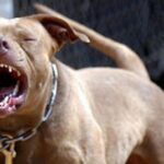 Mueren a causa de ataque de pitbull en Malvinas Argentinas