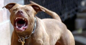 Mueren a causa de ataque de pitbull en Malvinas Argentinas
