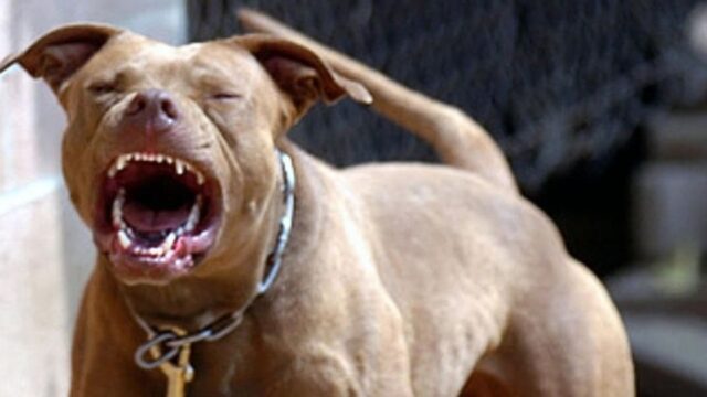 Mueren a causa de ataque de pitbull en Malvinas Argentinas