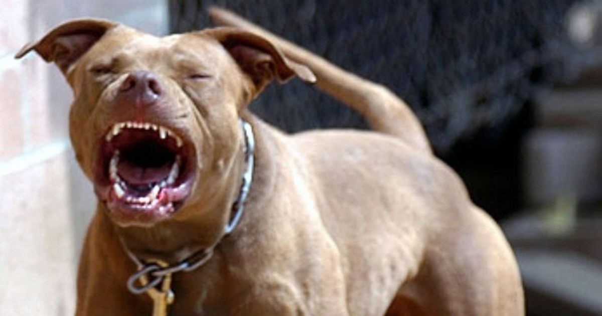 Mueren a causa de ataque de pitbull en Malvinas Argentinas