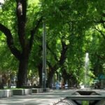 Reglamentan la conservación del arbolado en Mendoza con multas de hasta $9 millones