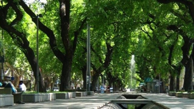 Reglamentan la conservación del arbolado en Mendoza con multas de hasta $9 millones