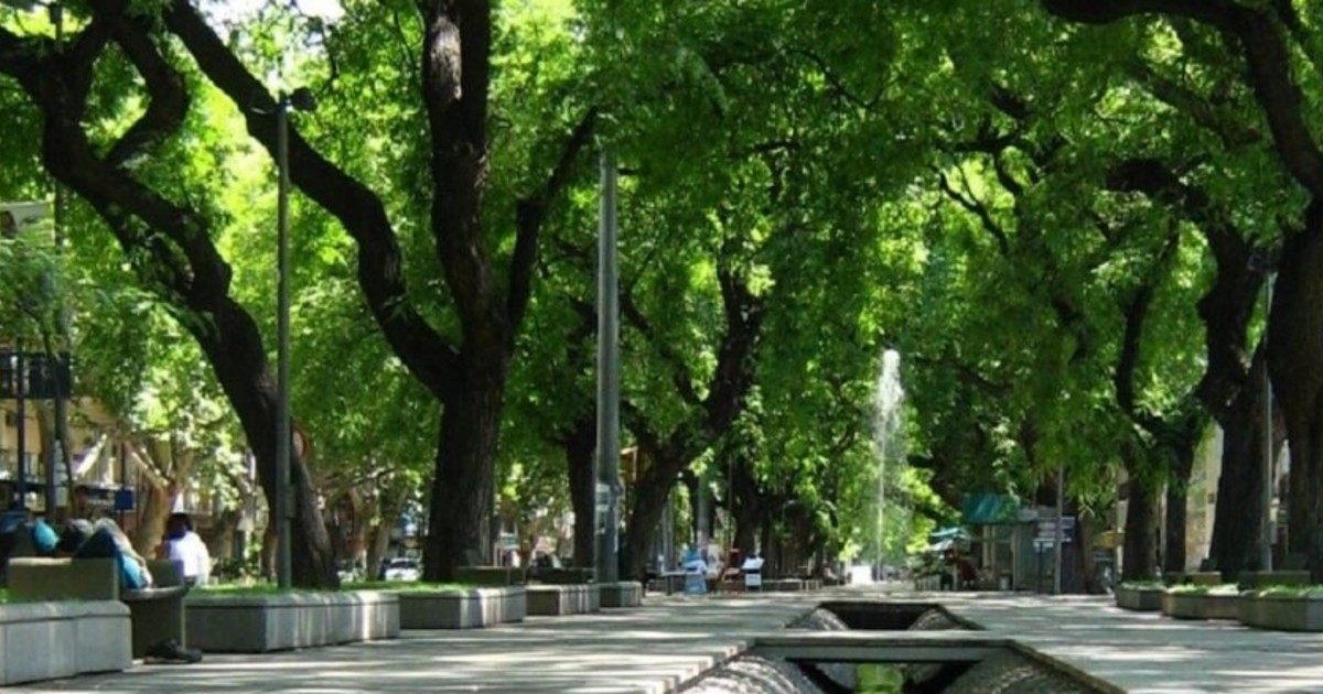 Reglamentan la conservación del arbolado en Mendoza con multas de hasta $9 millones