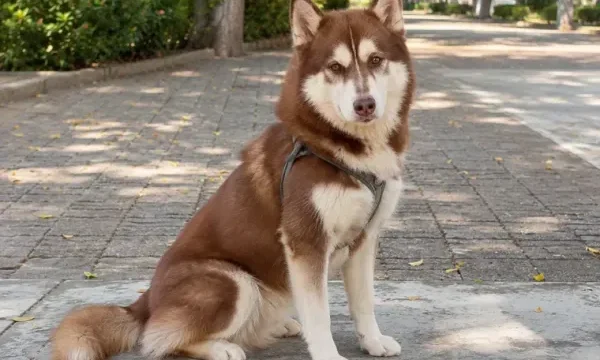 Un juez mexicano ordenó pagar una pensión alimenticia para un perro