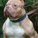 Bebé fallece tras ser atacada por un pitbull en Malvinas Argentinas