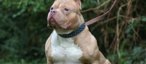 Bebé fallece tras ser atacada por un pitbull en Malvinas Argentinas
