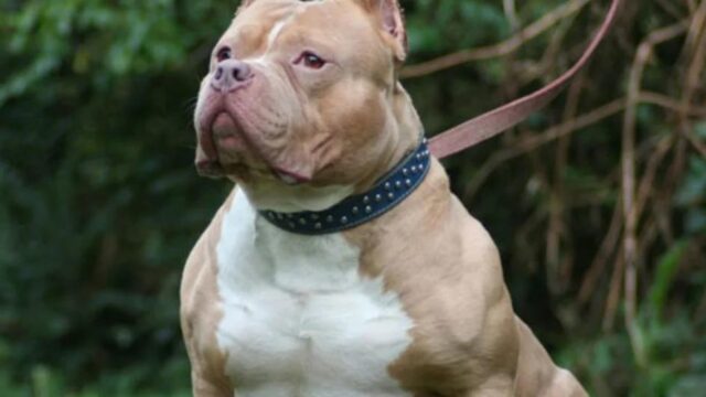 Bebé fallece tras ser atacada por un pitbull en Malvinas Argentinas