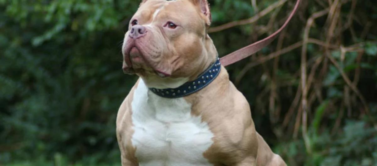 Bebé fallece tras ser atacada por un pitbull en Malvinas Argentinas