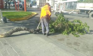 Chimbas: Intenso operativo por daños del viento Zonda