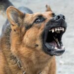 Dueño de perro atacante acuerda pagar $700.000