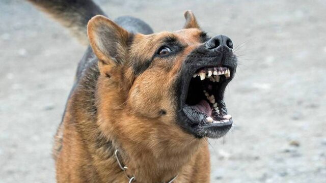 Dueño de perro atacante acuerda pagar $700.000