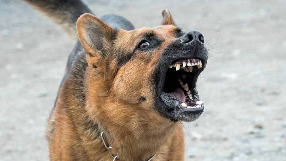 Dueño de perro atacante acuerda pagar $700.000