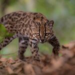 El gato silvestre Tilcayo, recién descubierto, se enfrenta a la presión de los turistas