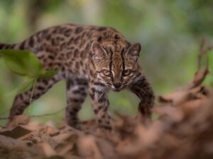 El gato silvestre Tilcayo, recién descubierto, se enfrenta a la presión de los turistas