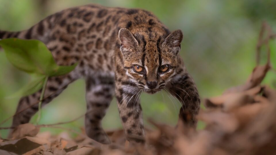 El gato silvestre Tilcayo, recién descubierto, se enfrenta a la presión de los turistas