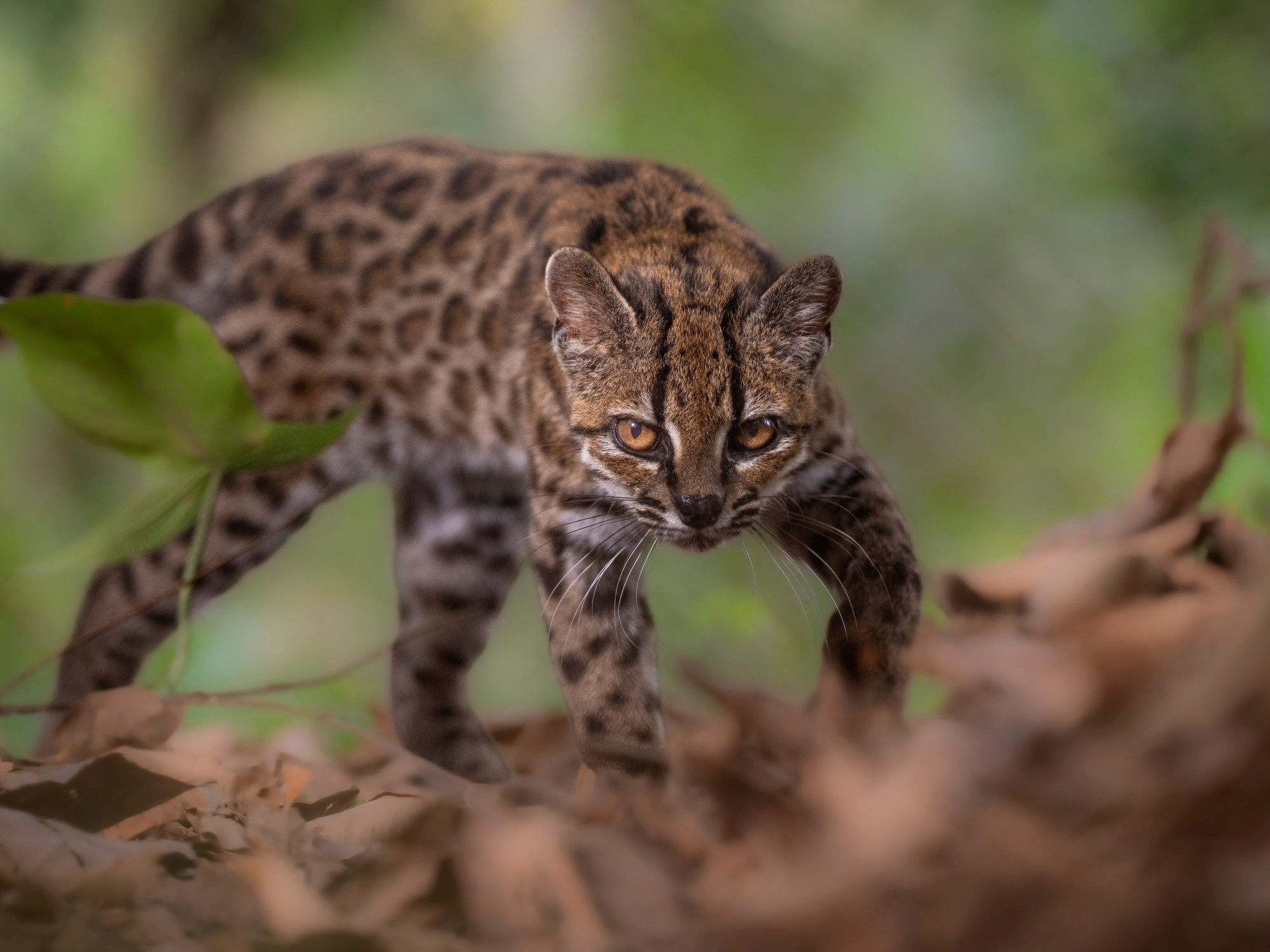 El gato silvestre Tilcayo, recién descubierto, se enfrenta a la presión de los turistas