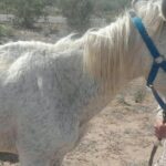 Identifican a dueño de animales sueltos en ruta 141 y lo infraccionan