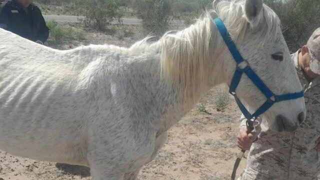 Identifican a dueño de animales sueltos en ruta 141 y lo infraccionan
