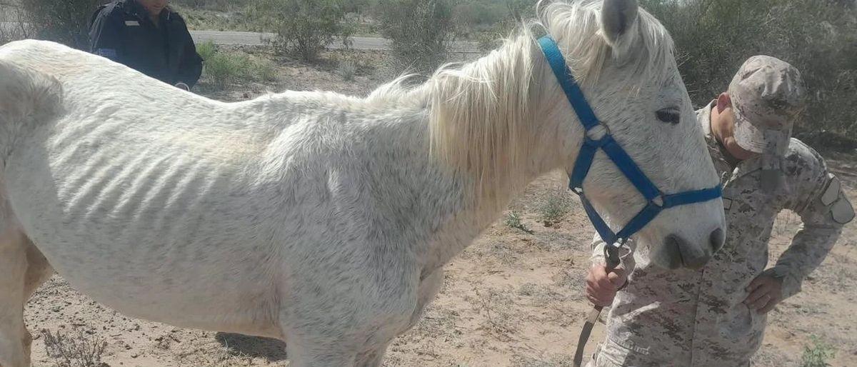 Identifican a dueño de animales sueltos en ruta 141 y lo infraccionan