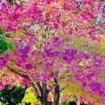 Temperaturas de primavera anticipan el fin del invierno en San Juan