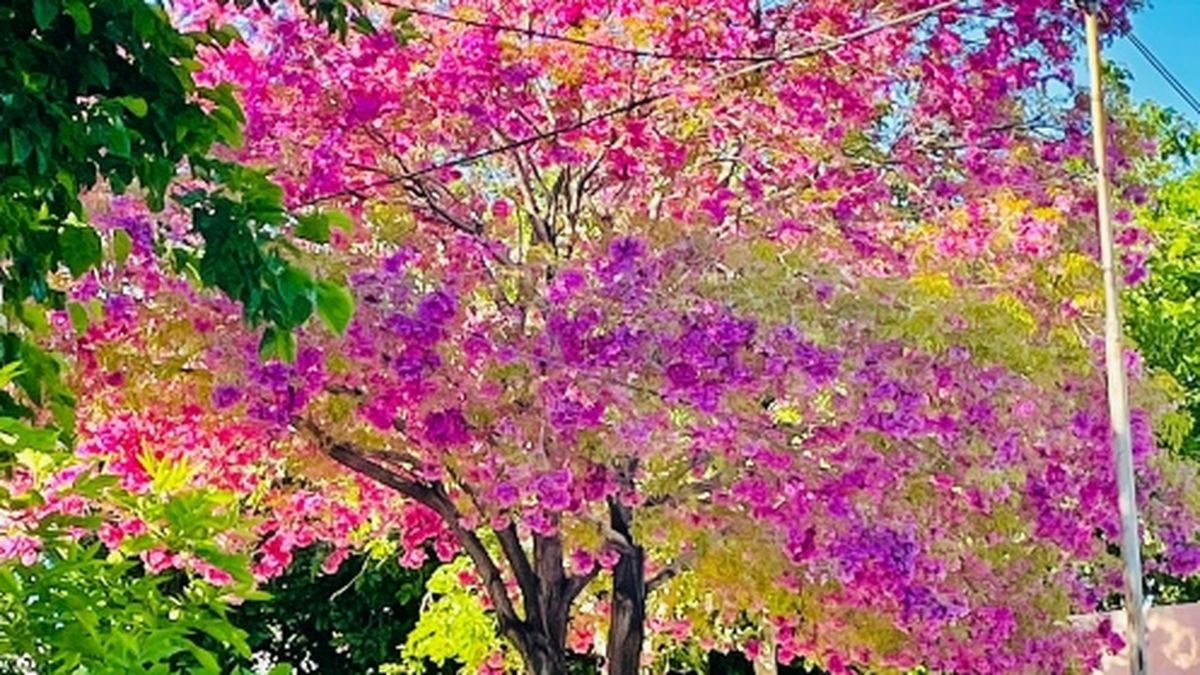 Temperaturas de primavera anticipan el fin del invierno en San Juan