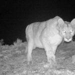 Vecinos de Zonda alertan por avistamiento de puma