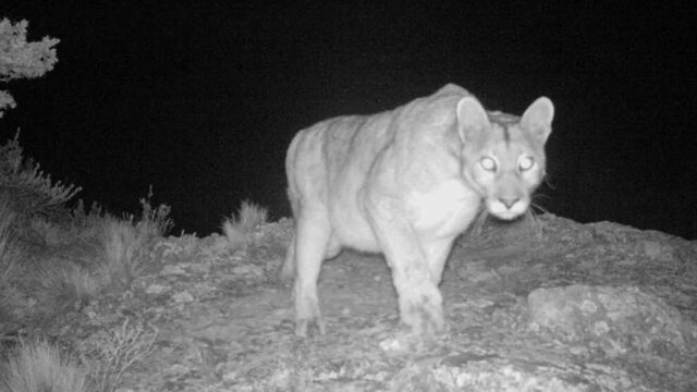 Vecinos de Zonda alertan por avistamiento de puma