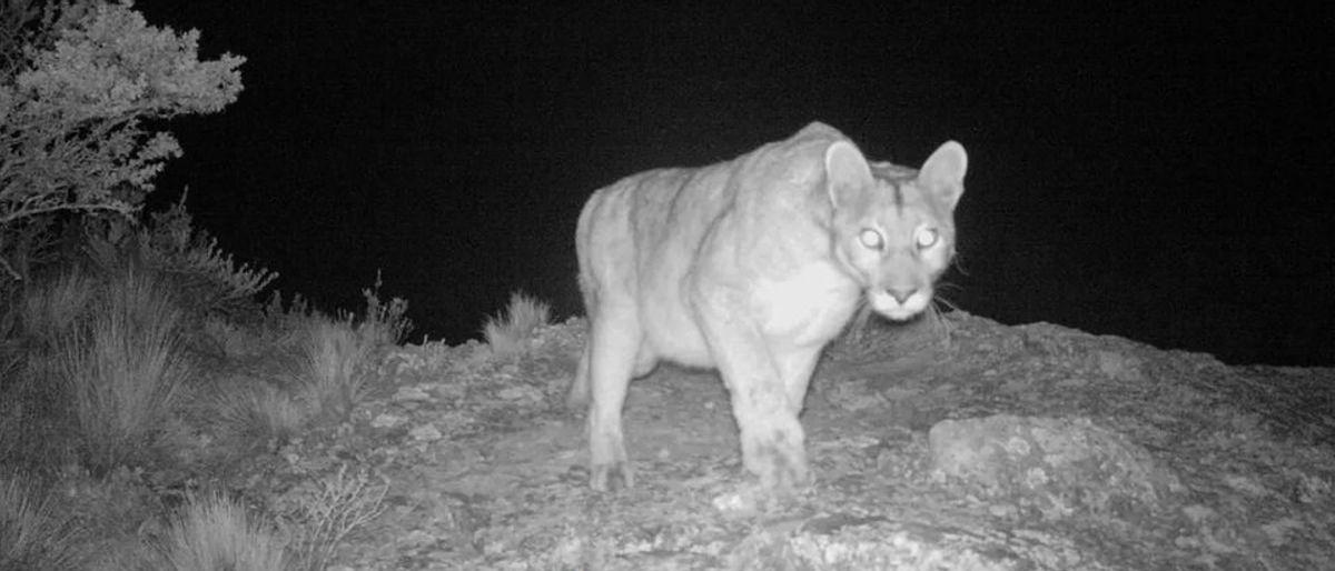 Vecinos de Zonda alertan por avistamiento de puma