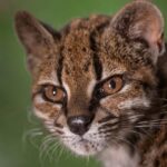 El ADN confirmó una nueva especie de felino en Bolivia: convivió más de un año con una familia como si fuera un gato doméstico