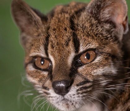 El ADN confirmó una nueva especie de felino en Bolivia: convivió más de un año con una familia como si fuera un gato doméstico
